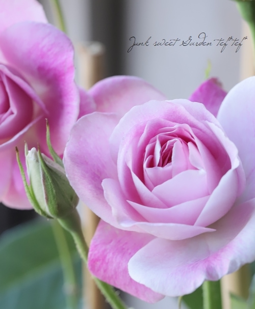 バラ苗・フロリハンダ四季咲き 『ピンクアイスバーグ』 | すべての商品