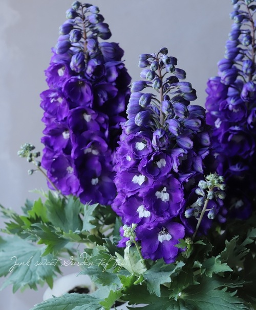 大輪八重咲きデルフィニウム 『オーラルディープパープル』 | すべての