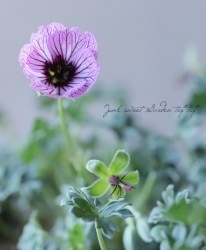 ˥ࡦͥ쥦ࡡإХ꡼ʡ