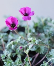 ˥ࡦͥ쥦ࡡإ֥å󥹡