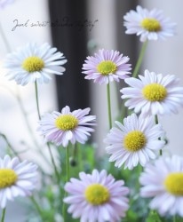 ɺ֥饭ࡡإܥߥƥ ڥԥ󥯡