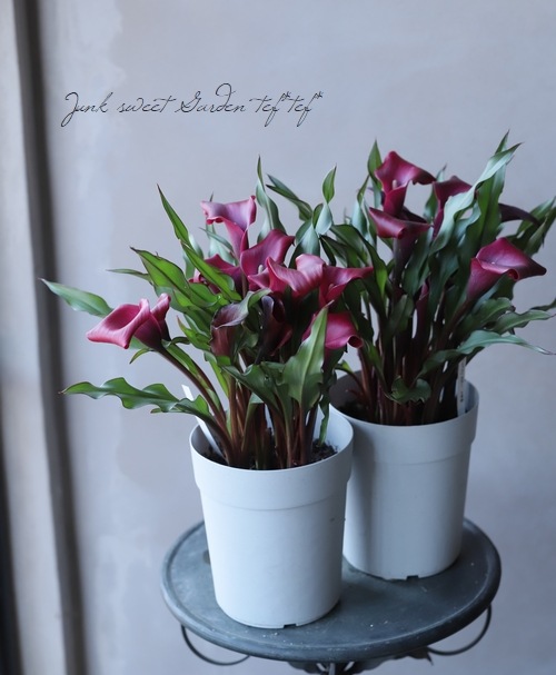 球根植物】 カラー『ワインレッド』 | すべての商品 | | Junk sweet