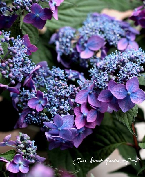 (11000)山水堂　姫鏡　紫陽花 中手鏡 紫陽花 – 鎌倉彫 山水堂