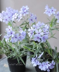 �����ե��å��� �إ��㥿�ա�����