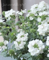 �ɺ��С��٥� �إ������ȥ����ǥ���