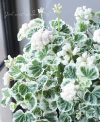 �����ꥼ��˥��ࡦ���åץ�֥��å��� �إۥ磻�ȥ����ǥ��󥰡�