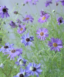 ֥饭ࡡإ٥ǥեꥢ١ˡϥ桪