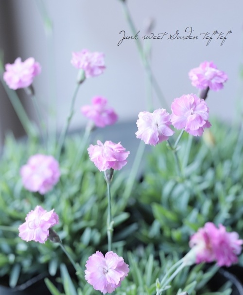 極小輪八重咲きナデシコ ダイアンサス 『ピンクジュエル』 | すべての