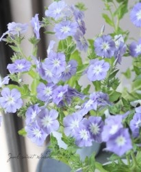 �ե��å������ɥ���ǥ����إ�٥�����ӥ塼�ƥ���