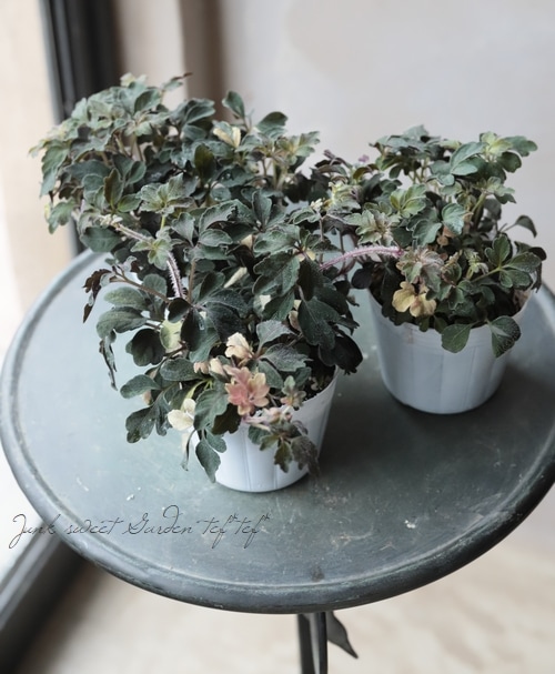 斑入りミカニア・デンタータ 『アキラ』 | すべての商品 | | Junk