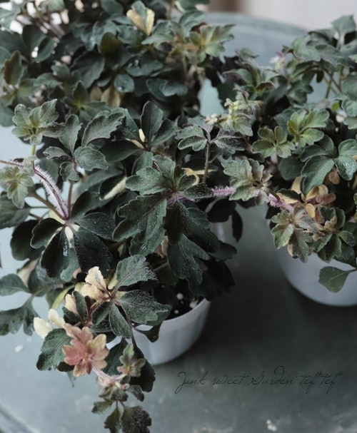 斑入りミカニア・デンタータ 『アキラ』 | すべての商品 | | Junk