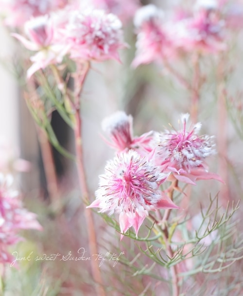 ジョーイセルリア 『カルメン』 | すべての商品 | | Junk sweet Garden