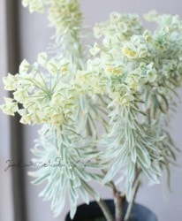 С桼եӥ إޥ˥󥿥١