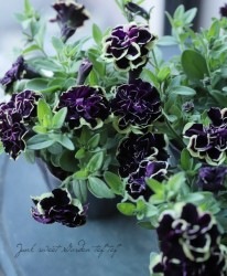 Flower Species ペチュニア Junk Sweet Garden Tef Tef