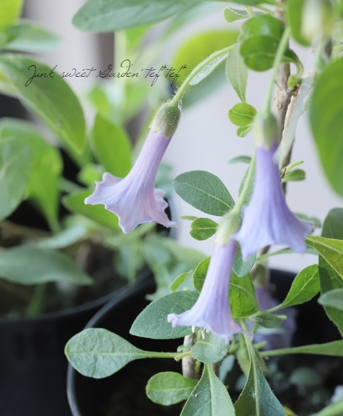 ブルグマンシア ブルーエンジェルベル ミニエンジェルトランペット すべての商品 Junk Sweet Garden Tef Tef
