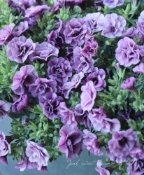 ֥饳ƥΡإ֥륢ƥѡץ