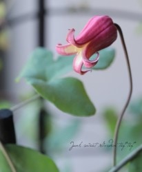 �䷿����ޥ����إƥ����󥷥���