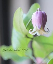 �䷿����ޥ��� �إƥ��󥯥�ԥ󥯡�