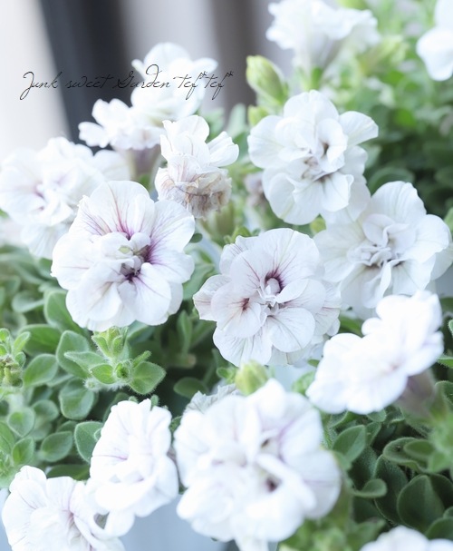 松原園芸さんペチュニア♥ ヴァンサンカン・みどりのヴェール ♥ 3号