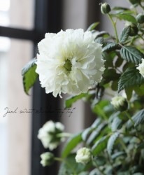 إܥΥХ١̾إȥ󥤥Х١إȥХ