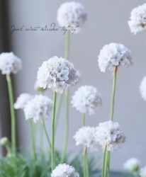 ꥢ إޥ ڥۥ磻ȡۡѥʼ