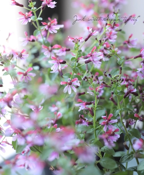 極小輪クフェア ピンクシマー すべての商品 Junk Sweet Garden Tef Tef