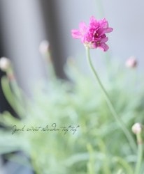 ꥢꥢޥإ˥եƥȥեƥ