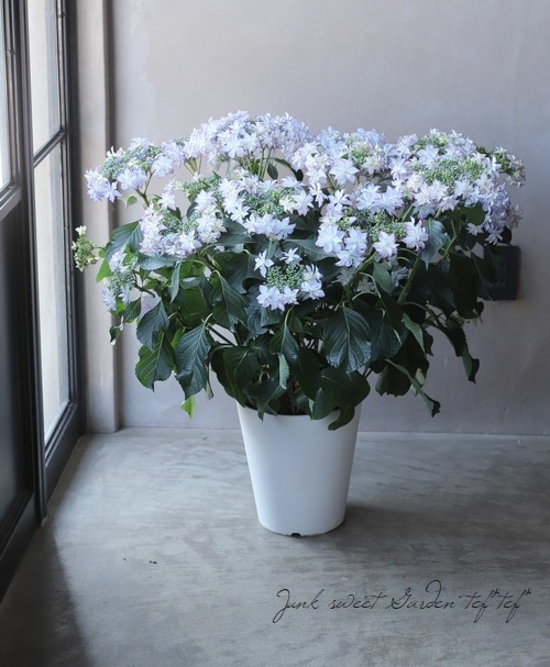 鉢花 Ray 超特大！豪華！！ 紫陽花 『レイ』 | すべての商品 | | Junk sweet