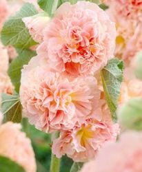 ���륻�����ۥ�ۥå����إԡ����ɥ꡼��٥��㡼���������֥�