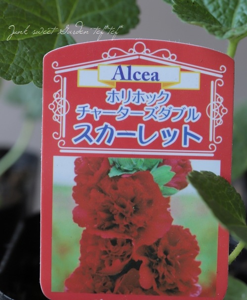 サク パーフェクトアルカディア、チアスカーレットアカネ 楽天市場】チアスカーレット アカネの通販