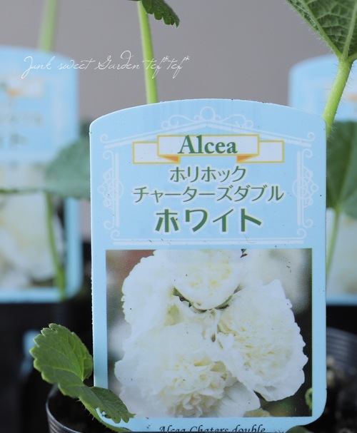 アルセア・ホリホック 『ホワイト』チャーターズダブル | すべての商品