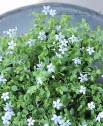 �����ܥ������ץ�ƥ�������������������