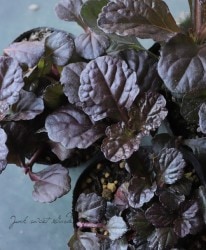 �����奬���إ֥�å��������åס�