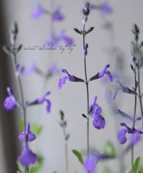 �ɺ�����ӥ�������꡼���������إ���å����١��֥롼