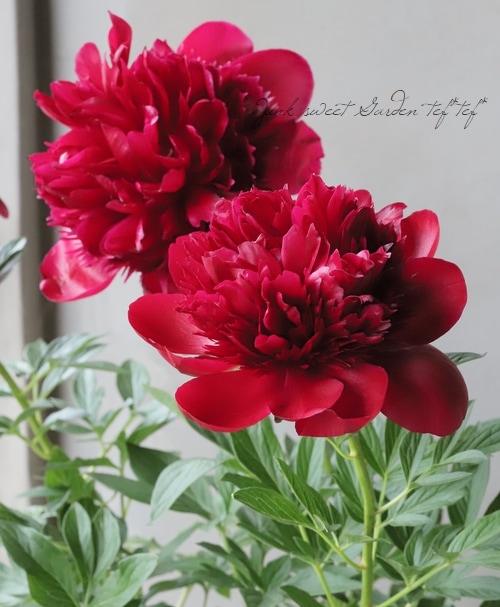 芍薬 ピオニー 『レッドチャーム』 | すべての商品 | | Junk sweet