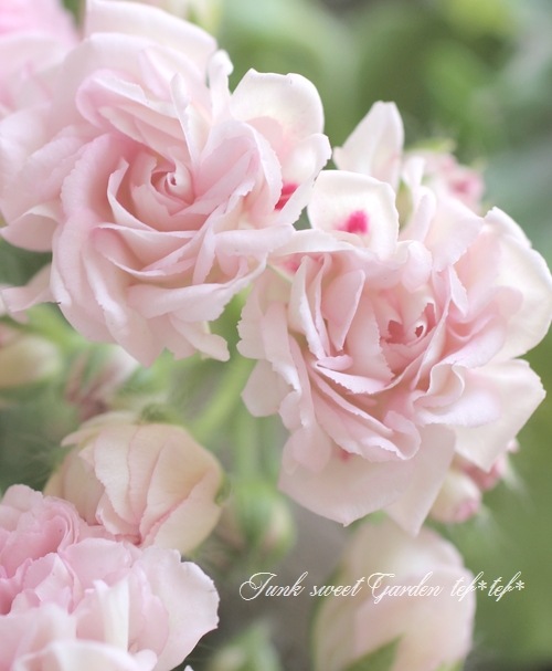 137 ＊ピンクの可愛い薔薇咲きゼラニウム（ミルフィーユローズ） 137 ＊ピンクの可愛い薔薇咲きゼラニウム（ミルフィーユローズ） 137