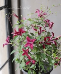 �͵��餭����ޥ������ƥ����󥷥��ϡ��إ���ӥƥ����ӥ塼�ƥ����١�