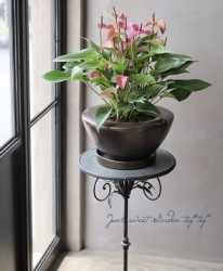 �ڴ��տ�ʪ�ۡ����󥹥ꥦ�ࡦ����ɥ쥢�ʥࡡ�إ���Ρ١����ѥƥ����륤�ʥ֥饦��ȭ��