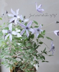 ����ޥ���������ƥ���ե��ꥢ�ϡ���ή����