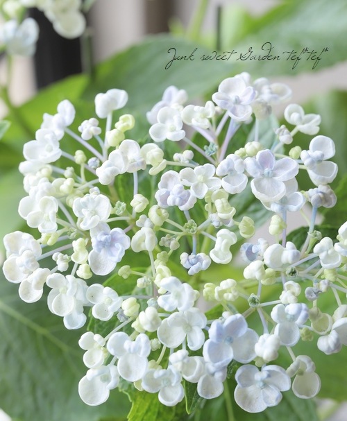 おたふく紫陽花 パステルカラー 品種名不明 すべての商品 Junk Sweet Garden Tef Tef
