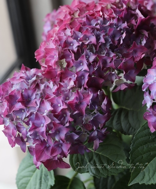 秋色紫陽花品種 『ディープレッド』 | すべての商品 | | Junk sweet