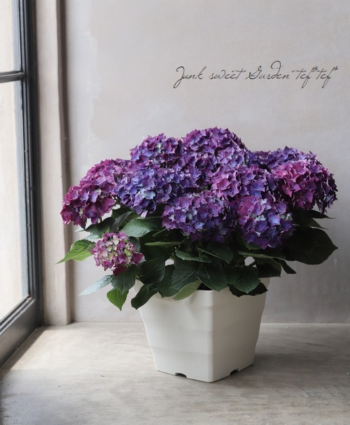秋色紫陽花品種 ディープパープル すべての商品 Junk Sweet Garden Tef Tef
