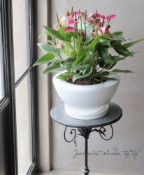 �ڴ��տ�ʪ�ۡ����󥹥ꥦ�ࡦ����ɥ쥢�ʥࡡ�إ���Ρ١����ѥƥ����륤�ʥۥ磻��ȭ��