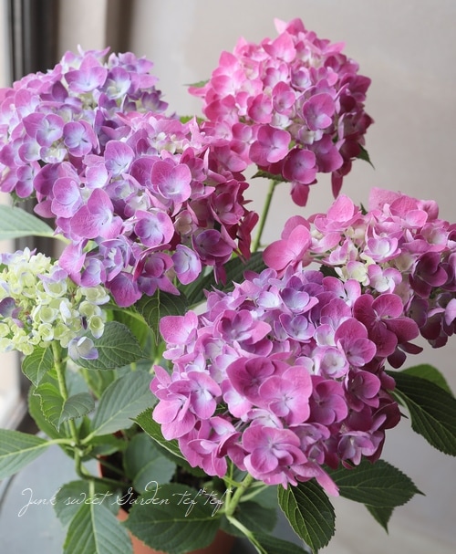 D アンティーク紫陽花 水色の恋 変わり種mix 厳選品 すべての商品 Junk Sweet Garden Tef Tef D アンティーク紫陽花 水色の恋 変わり種mix 厳選品 すべての商品 Junk Sweet Garden Tef Tef