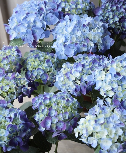 G アンティーク紫陽花 水色の恋 変わり種mix 厳選品 すべての商品 Junk Sweet Garden Tef Tef G アンティーク紫陽花 水色の恋 変わり種mix 厳選品 すべての商品 Junk Sweet Garden Tef Tef