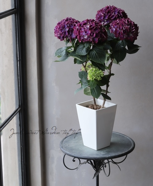 ハイドランジア 紫陽花 『カルメン』 スタンド仕立て | すべての商品