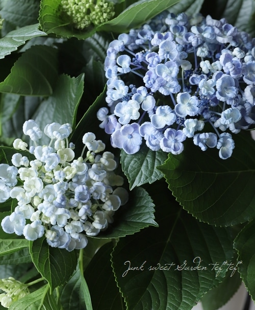おたふく紫陽花 『まめお』 | すべての商品 | | Junk sweet Garden tef