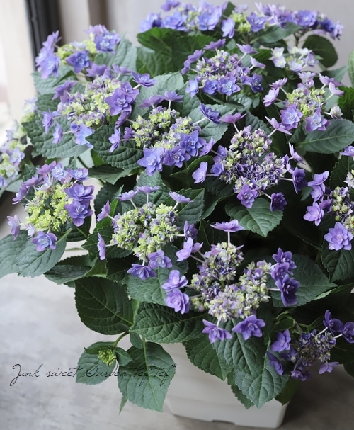 八重咲き紫陽花 『卑弥呼 -ヒミコ-』 | すべての商品 | | Junk sweet