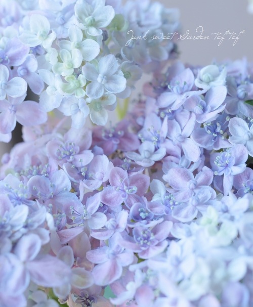おたふく紫陽花 手まり咲き 『三河千鳥 -ミカワチドリ-』 お色おまかせ