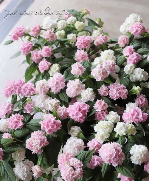 吉岡麗子さん】 てまり咲き山紫陽花 『うるは』×『伊予獅子手まり』MIX